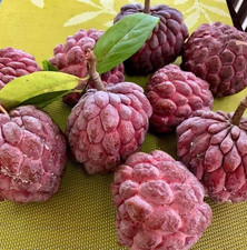 Semi di Mela Zucchero Rosso