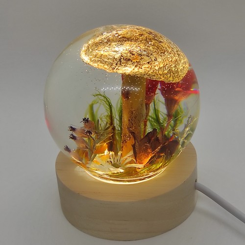 Luce notturna fungo in - luce,