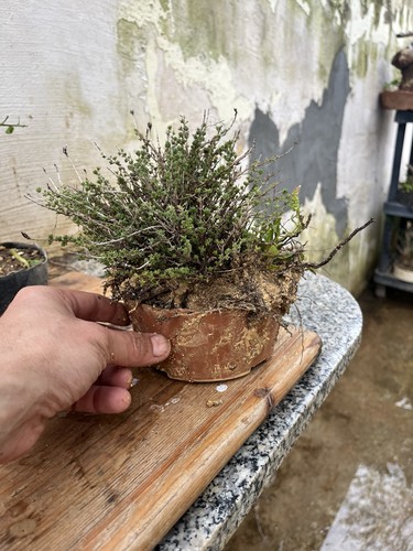 Bonsai timo macchia - bonsai,