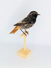 Taxidermy, Cabinet De Curiosites : Codirosso Spazzacamino (Phoenicurus ochruros)