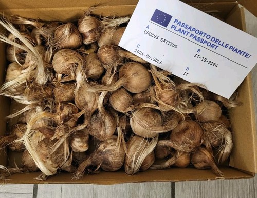 Prenota bulbi zafferano - zafferano, crocus