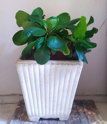 Vaso per fiori cemento - vaso, in