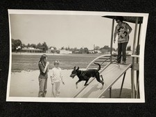 Doberman Pinscher Dog On