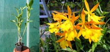 Epidendrum orange blaze - orange,