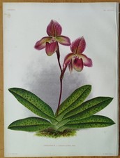 Tiglio Lindenia stampa