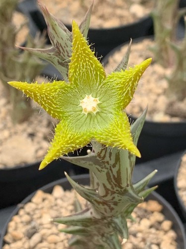 Orbea dummeri kilango - orbea, (kilango