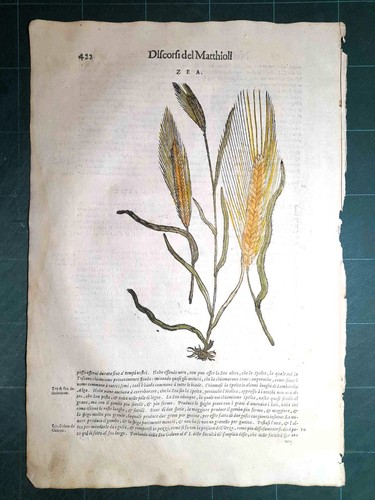 Mattioli matthioli erbario - mattioli,