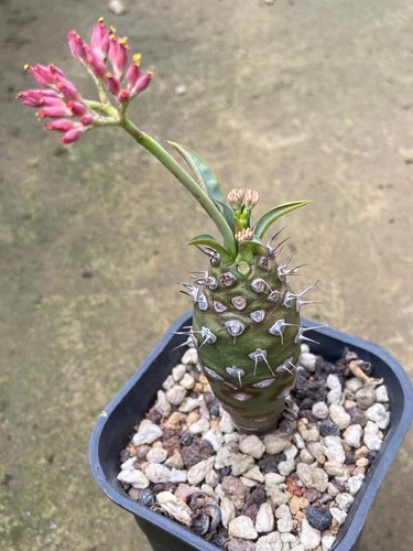 Euphorbia pachypodioides