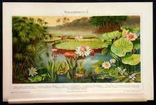 1908 Old Original Cromolitografia.PIANTE ACQUATICHE II-WASSER PFLANZEN II.Meyers