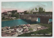 ASOLA MANTOVA FIUME CHIESE GREGGE PECORE VIAGGIATA 1959 FG
