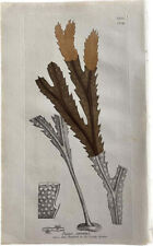 Fucus serratus alga marina botanica British Plants ENGLISH BOTANY 1846 Sowerby