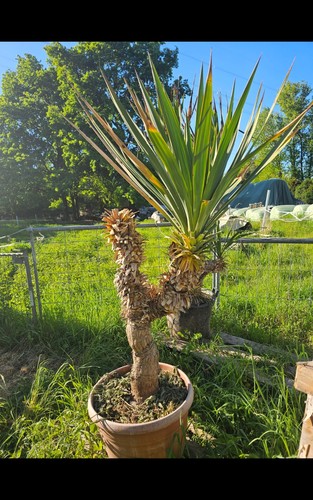 Yucca gloriosa 160 80 - gloriosa, cm