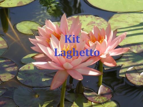 Piante laghetto 1 rizoma - laghetto:,