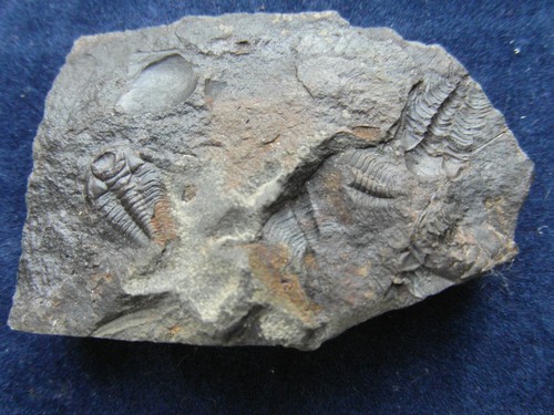 Trilobite paradoxides - trilobite,