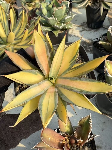 Agave borgogna bruciata var - agave, 'borgogna