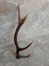 Corno Cervo Singolo Con Forchetta