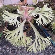 Platycerium WILLINCKII CELSO