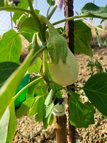 500 semi solanum - 500,