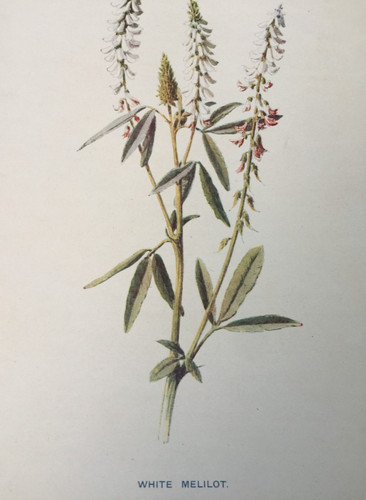 Stampa antica melilot bianco