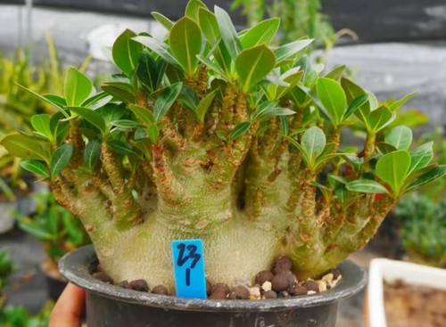 Raro cactus adenium - cactus,