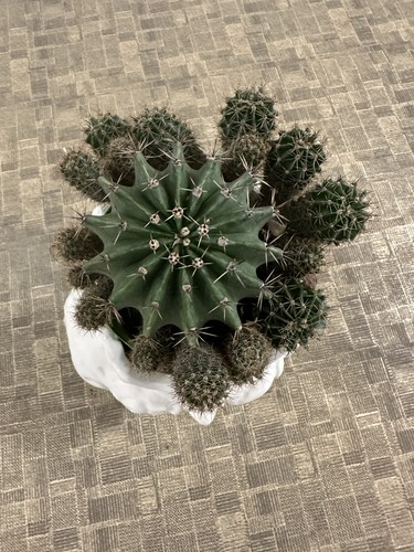 Pianta grassa cactus - pianta,