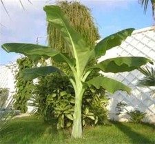 Ensete glaucum banano - glaucum, delle