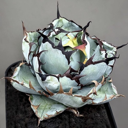 Agave titanota balena - agave, 10