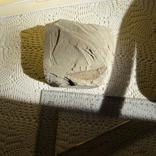 Fossile pesce naturale su - ,
