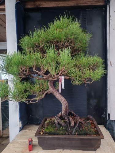 Bonsai pino nero - , 93