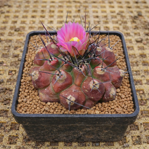 Thelocactus mirandus seeds - mirandus,