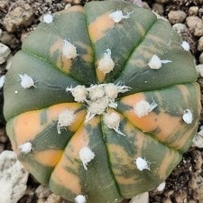 Astrophytum asterias nudum