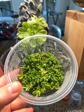 Pinguicula Yucca DO 1713 -