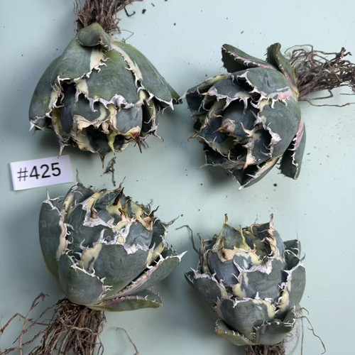 Vendita pezzi rari cactus - pezzi,