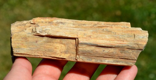 Legno fossile 315 grammi - legno,