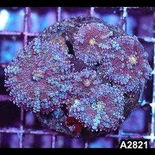 Item#A2821IN2821(M) WYSIWYG