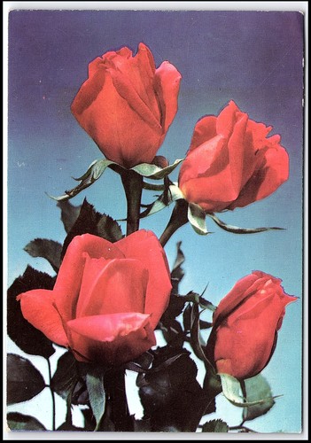 Rose rosse fiori - , morta