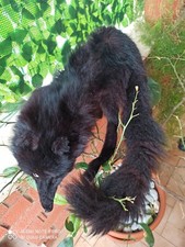 Collo volpe intera sciarpa