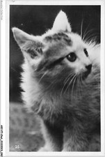 AKYP7-0630-GATTO - GATTO BIANCO