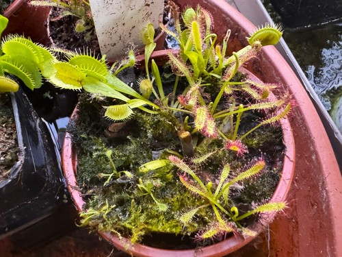 Dionaea drosera capensis - dionaea, e