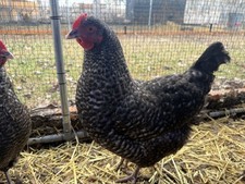 12 + Cuckoo Maran Hatching