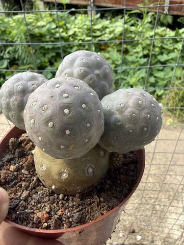 Multi teste tephrocactus - multi,