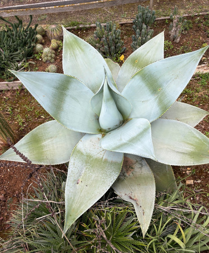 Agave guiengola succulenta - agave,