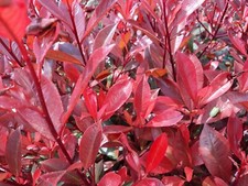 Pianta Photinia Compacta, Red