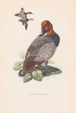 Motivo: Moriglione Aythya