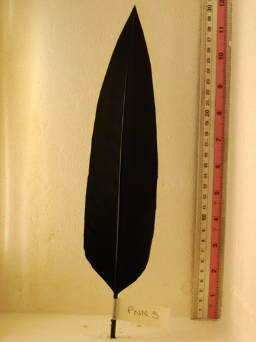 Penna per cappello alpino - alpino, nera