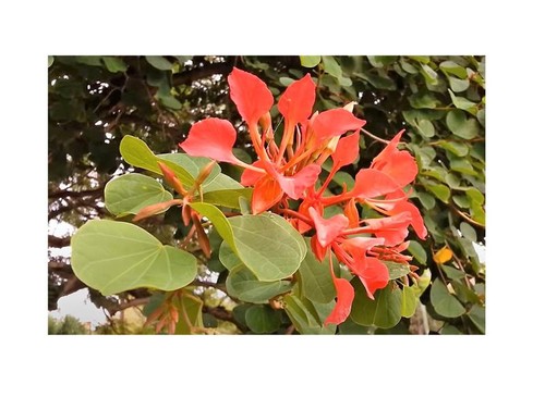 10x bauhinia galpinii - 10x, albero