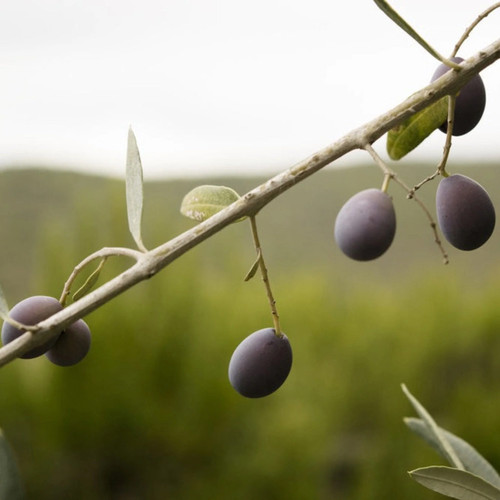 Frantoio olive tree - frantoio,