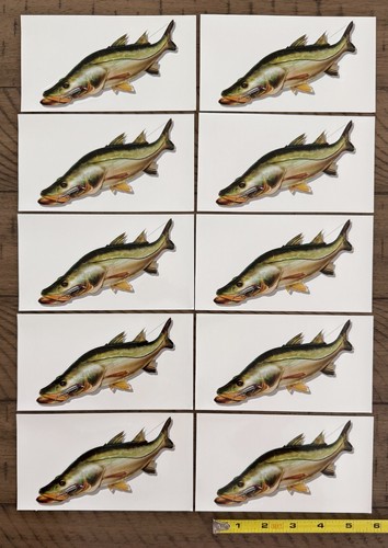 Adesivi snook robalo - adesivi,