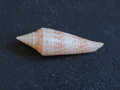 Conchiglia shell conus - shell,