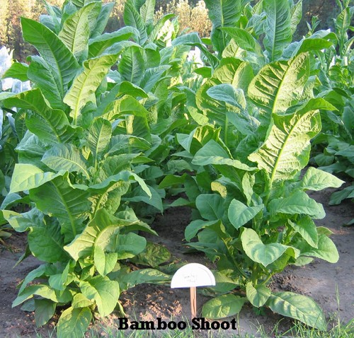 Semi tabacco bamboo shoot - di,